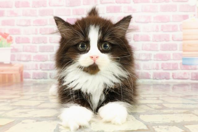 東京都のサイベリアン (Coo&RIKU東久留米店/2025年3月28日生まれ/男の子/ブラックホワイト)の子猫