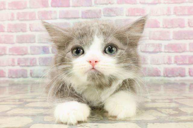 埼玉県のサイベリアン (Coo&RIKU川口戸塚店/2025年3月26日生まれ/男の子/ブルーホワイト)の子猫