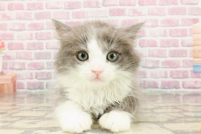 東京都のサイベリアン (Coo&RIKU府中店/2025年3月26日生まれ/男の子/ブルーホワイト)の子猫