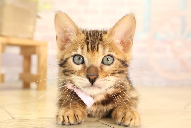愛知県のベンガル (Coo&RIKU東海一宮店/2025年3月29日生まれ/女の子/ブラウンスポットタビー)の子猫
