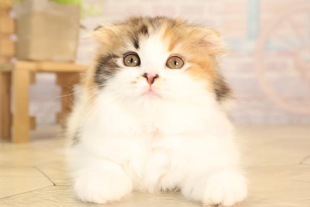 スコティッシュフォールド