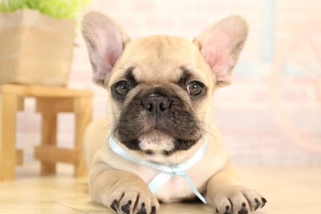 愛知県のフレンチブルドッグ (Coo&RIKU東海一宮店/2025年4月1日生まれ/男の子/フォーン)の子犬