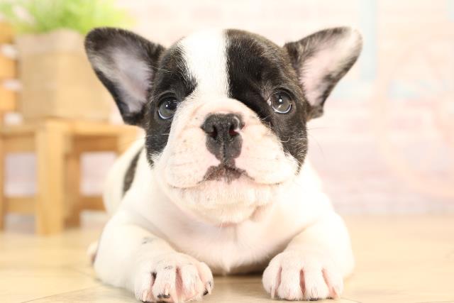 愛知県のフレンチブルドッグ (Coo&RIKU東海一宮店/2025年4月1日生まれ/女の子/パイド)の子犬