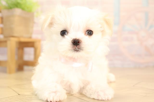 岐阜県のマルチーズ (Coo&RIKU岐阜店/2025年3月31日生まれ/女の子/ホワイト)の子犬