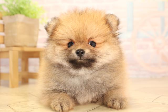 愛知県のポメラニアン (Coo&RIKU東海一宮店/2025年4月2日生まれ/男の子/オレンジ)の子犬