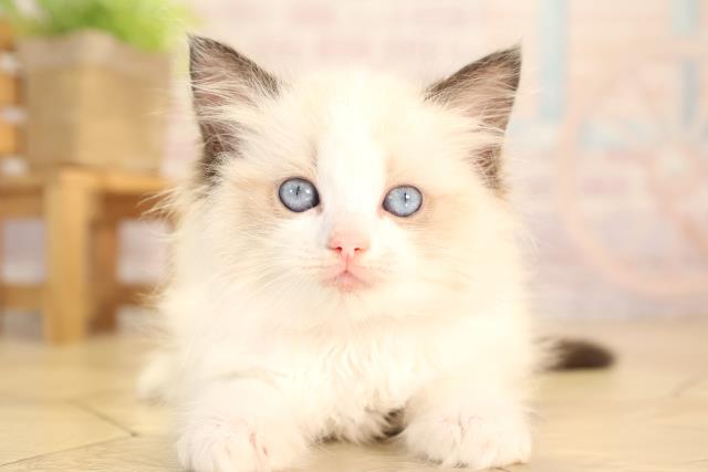愛知県のラグドール (Coo&RIKU東海一宮店/2025年4月1日生まれ/女の子/シールポイントバイカラー)の子猫