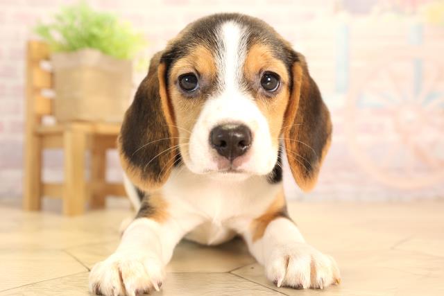 岐阜県のビーグル (Coo&RIKU各務原店/2025年3月30日生まれ/女の子/ブラックタンホワイト)の子犬