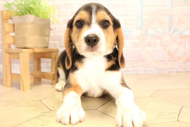 愛知県のビーグル (Coo&RIKU東海一宮店/2025年3月30日生まれ/男の子/ブラックタンホワイト)の子犬