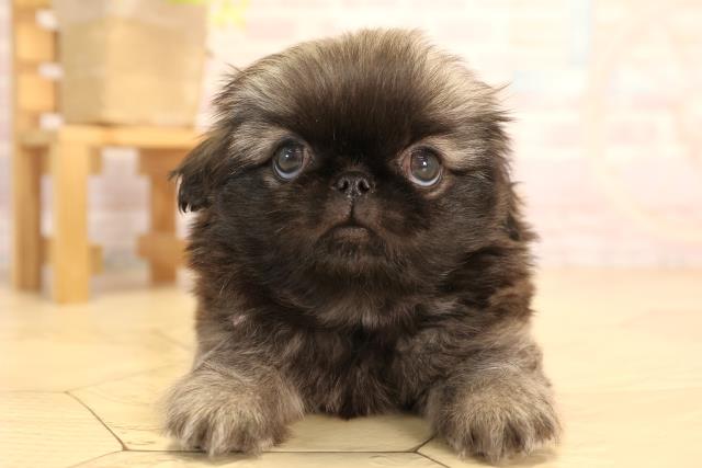 愛知県のペキニーズ (Coo&RIKU東海一宮店/2025年4月1日生まれ/女の子/フォーン)の子犬