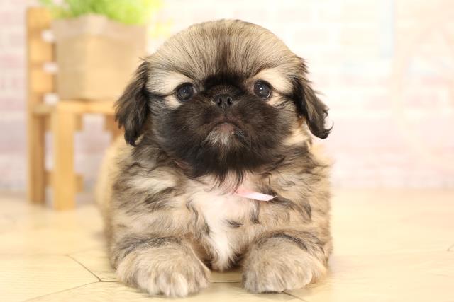 岐阜県のペキニーズ (Coo&RIKU岐南店/2025年4月1日生まれ/女の子/フォーン)の子犬
