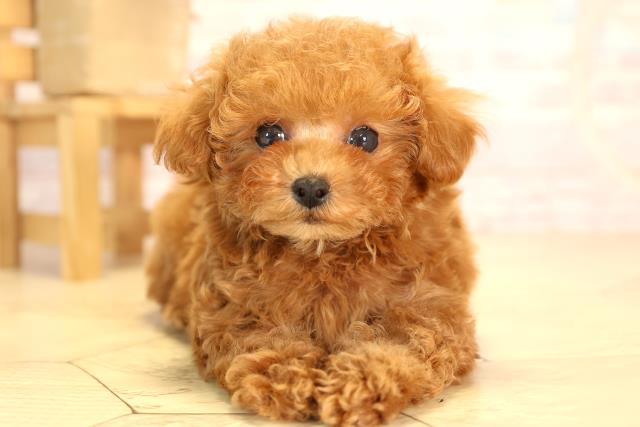 愛知県のティーカッププードル (Coo&RIKU東海一宮店/2025年4月2日生まれ/男の子/レッド)の子犬