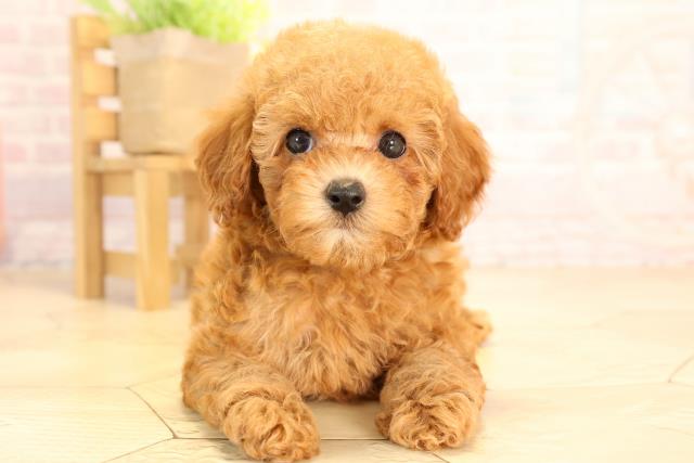 岐阜県のトイプードル(トイ) (Coo&RIKU各務原店/2025年4月1日生まれ/女の子/レッド)の子犬