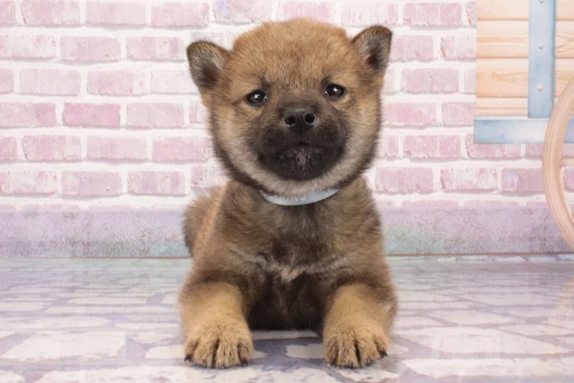 大阪府の柴犬(標準サイズ) (Coo&RIKU和泉店/2025年4月3日生まれ/男の子/赤)の子犬