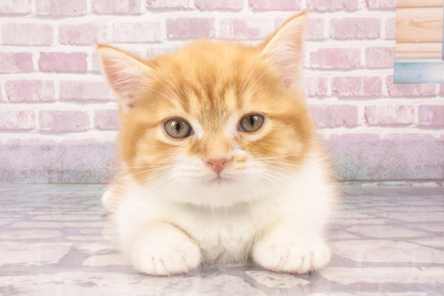 大阪府のマンチカン (Coo&RIKU茶屋町店/2025年3月28日生まれ/男の子/レッドタビーホワイト)の子猫