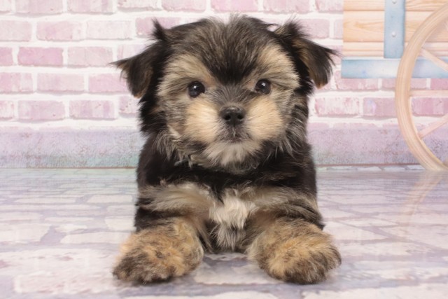 大阪府のハーフ犬・ミックス犬 (Coo&RIKU梅田店/2025年3月31日生まれ/男の子/スチールブルータン)の子犬