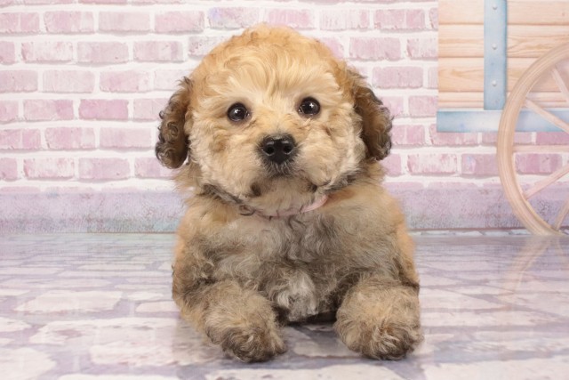 大阪府のトイプードル(トイ) (Coo&RIKU和泉店/2025年4月3日生まれ/女の子/ペールフォーン)の子犬