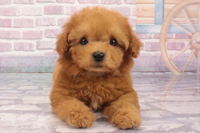 大阪府のティーカッププードル (Coo&RIKU梅田店/2025年4月3日生まれ/男の子/オレンジフォーン)の子犬