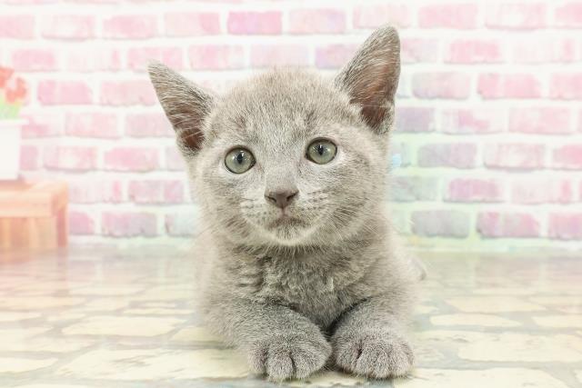 埼玉県のロシアンブルー (Coo&RIKUアニマルケアセンター大宮/2025年4月4日生まれ/男の子/ブルー)の子猫