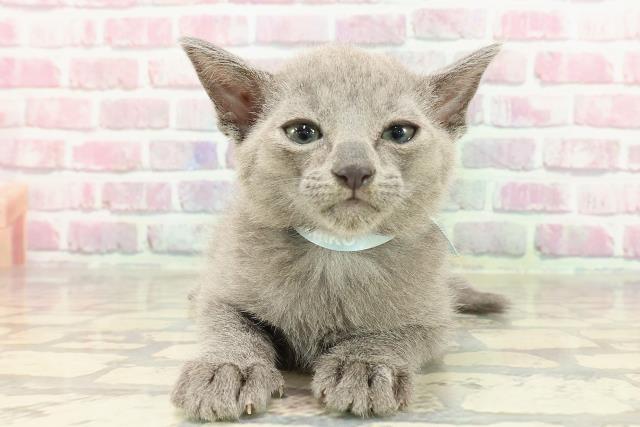 埼玉県のロシアンブルー (Coo&RIKUアニマルケアセンター大宮/2025年3月28日生まれ/男の子/ブルー)の子猫