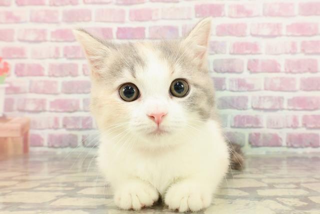 東京都のマンチカン (Coo&RIKU高円寺店/2025年3月24日生まれ/女の子/ダイリュートキャリコ)の子猫