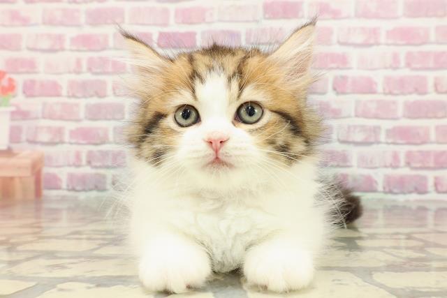 東京都のラガマフィン (Coo&RIKU大久保店/2025年4月1日生まれ/女の子/ブラウンタビーホワイト)の子猫