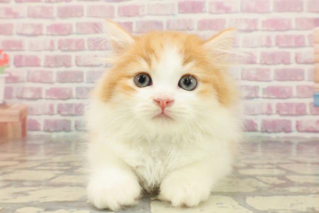 東京都のラガマフィン (Coo&RIKU三軒茶屋店/2025年4月1日生まれ/男の子/レッドタビーホワイト)の子猫