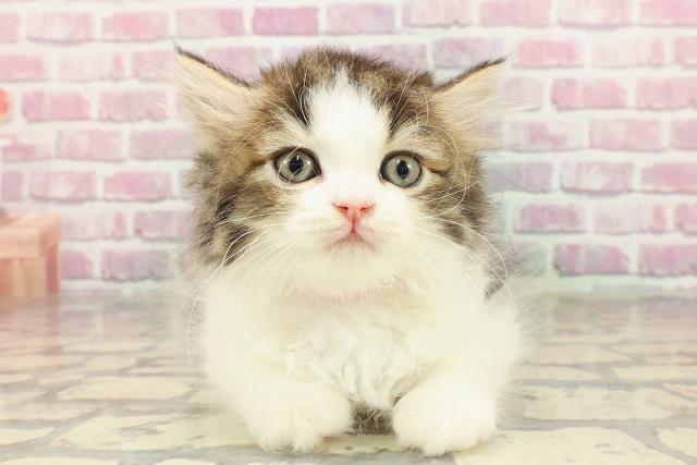 東京都のラガマフィン (Coo&RIKU高円寺店/2025年4月1日生まれ/女の子/ブラウンタビーホワイト)の子猫