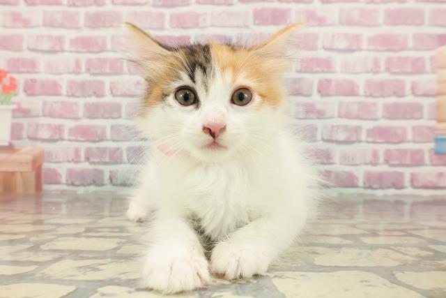 東京都のメインクーン (Coo&RIKU新宿三丁目店/2025年4月3日生まれ/女の子/キャリコ)の子猫