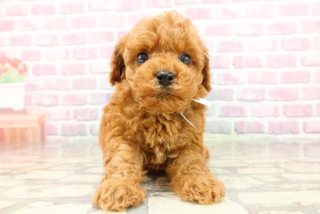 東京都のトイプードル(トイ) (Coo&RIKU中野サンモール店/2025年4月3日生まれ/男の子/レッド)の子犬
