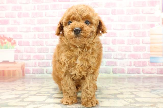 東京都のトイプードル(トイ) (Coo&RIKU三軒茶屋店/2025年4月3日生まれ/男の子/レッド)の子犬