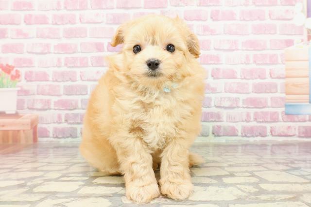 神奈川県のポメプー(ポメラニアン×プードル) (Coo&RIKU相模原店/2025年4月3日生まれ/男の子/アプリコット)の子犬
