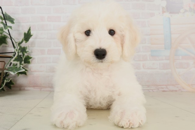 岡山県のビションフリーゼ (Coo&RIKU岡山店/2025年4月3日生まれ/男の子/ホワイト)の子犬