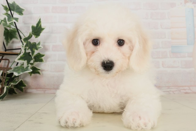 島根県のビションフリーゼ (Coo&RIKU出雲店/2025年4月3日生まれ/男の子/ホワイト)の子犬
