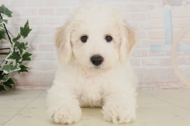 広島県のビションフリーゼ (Coo&RIKU広島中央店/2025年4月3日生まれ/男の子/ホワイト)の子犬
