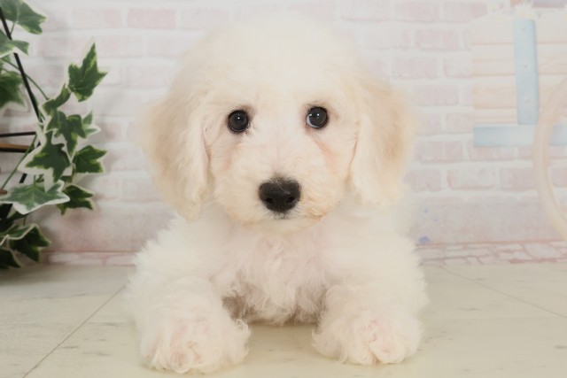 山口県のビションフリーゼ (Coo&RIKUサンパークあじす店/2025年4月3日生まれ/女の子/ホワイト)の子犬