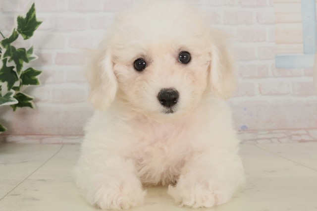 徳島県のビションフリーゼ (Coo&RIKU徳島店/2025年4月3日生まれ/女の子/ホワイト)の子犬
