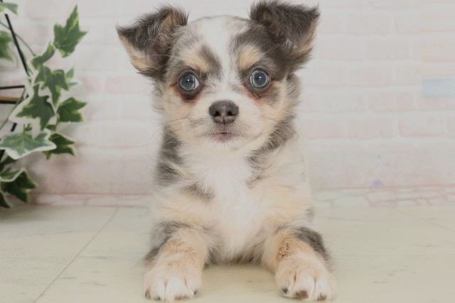 大阪府のチワワ(ロング) (Coo&RIKU高槻店/2025年4月3日生まれ/男の子/ブルーマール)の子犬