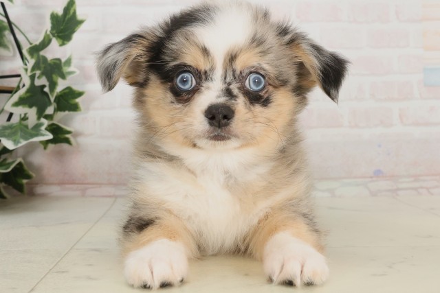 徳島県のチワワ(ロング) (Coo&RIKU徳島店/2025年4月3日生まれ/男の子/ブルーマール)の子犬