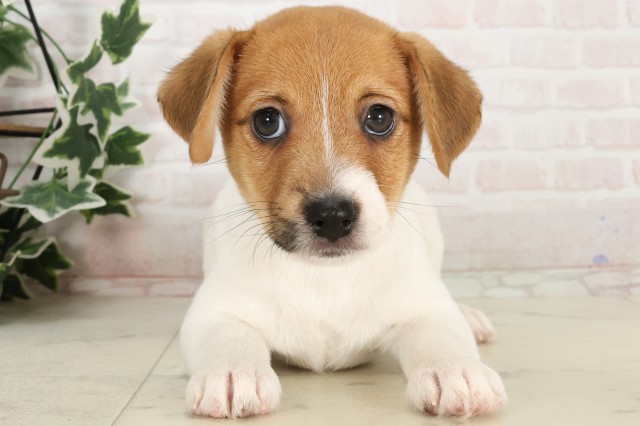 兵庫県のジャックラッセルテリア (Coo&RIKU姫路店/2025年4月5日生まれ/男の子/ホワイトタン)の子犬