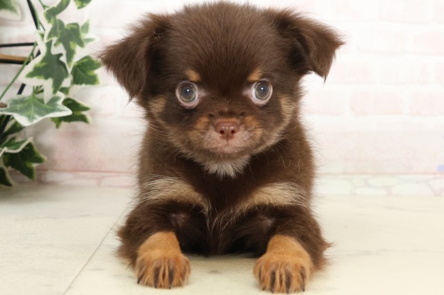 京都府のチワワ(ロング) (Coo&RIKU京都店/2025年4月5日生まれ/男の子/チョコレートタン)の子犬