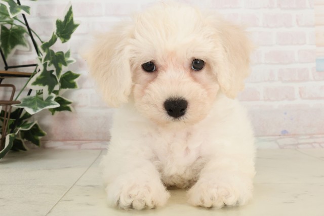 兵庫県のビションフリーゼ (Coo&RIKU姫路店/2025年4月6日生まれ/女の子/ホワイト)の子犬