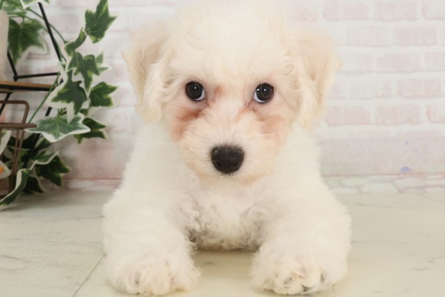 大阪府のビションフリーゼ (Coo&RIKU東大阪店/2025年4月6日生まれ/女の子/ホワイト)の子犬