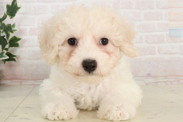 兵庫県のビションフリーゼ (Coo&RIKU尼崎店/2025年4月6日生まれ/女の子/ホワイト)の子犬