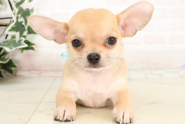 広島県のチワワ(スムース) (Coo&RIKU東広島店/2025年4月6日生まれ/男の子/フォーン)の子犬