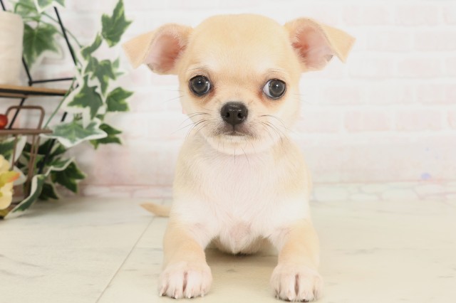 兵庫県のチワワ(スムース) (Coo&RIKU姫路店/2025年4月6日生まれ/女の子/フォーン)の子犬