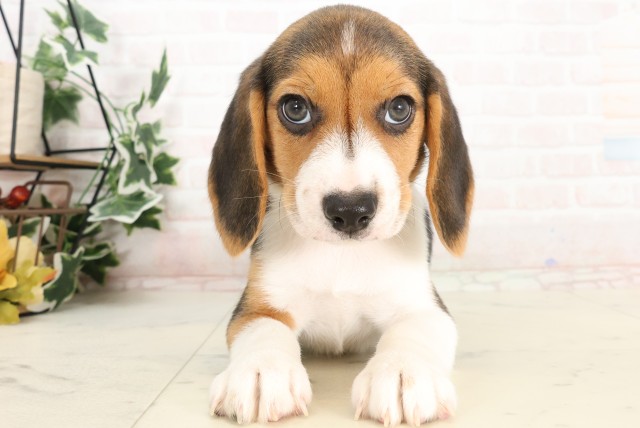 広島県のビーグル (Coo&RIKU東広島店/2025年4月4日生まれ/男の子/ハウンドカラー)の子犬