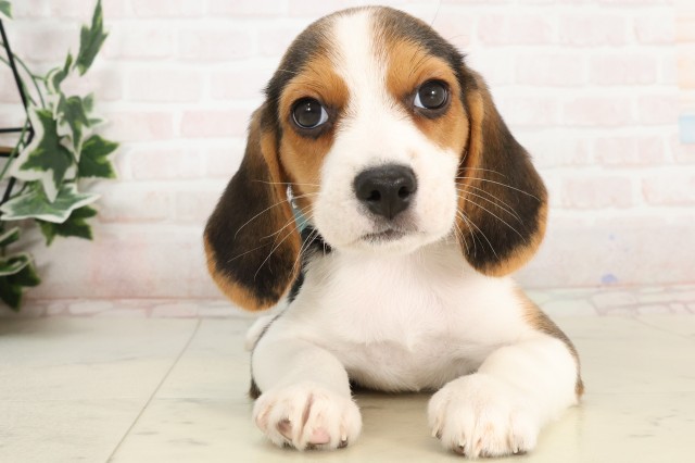 広島県のビーグル (Coo&RIKUゆめタウン大竹店/2025年4月4日生まれ/男の子/ハウンドカラー)の子犬