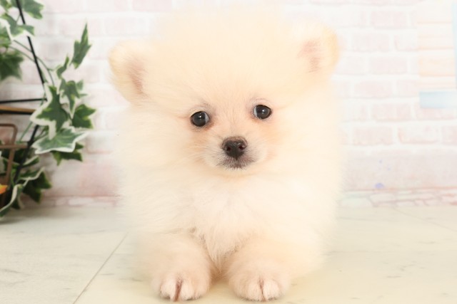 香川県のポメラニアン (Coo&RIKU高松上福岡店/2025年4月6日生まれ/男の子/クリーム)の子犬