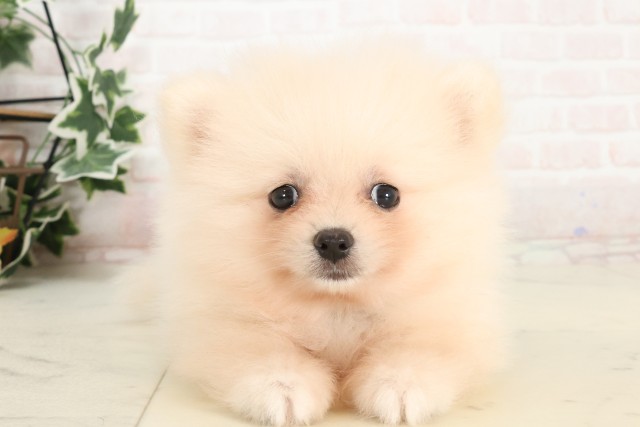 高知県のポメラニアン (Coo&RIKUのいち店/2025年4月6日生まれ/男の子/クリーム)の子犬