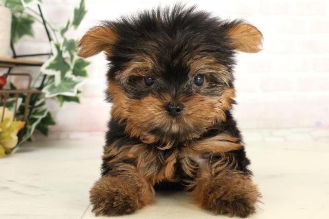 大阪府のヨークシャーテリア (Coo&RIKU東大阪店/2025年4月2日生まれ/男の子/スチールブルータン)の子犬